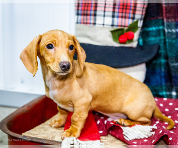 Medium Photo #39 Dachshund Puppy For Sale in WAKARUSA, IN, USA