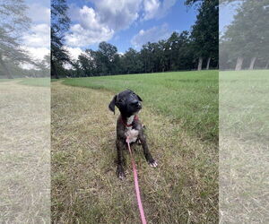 Labrador Retriever-Unknown Mix Dogs for adoption in The Woodlands, TX, USA