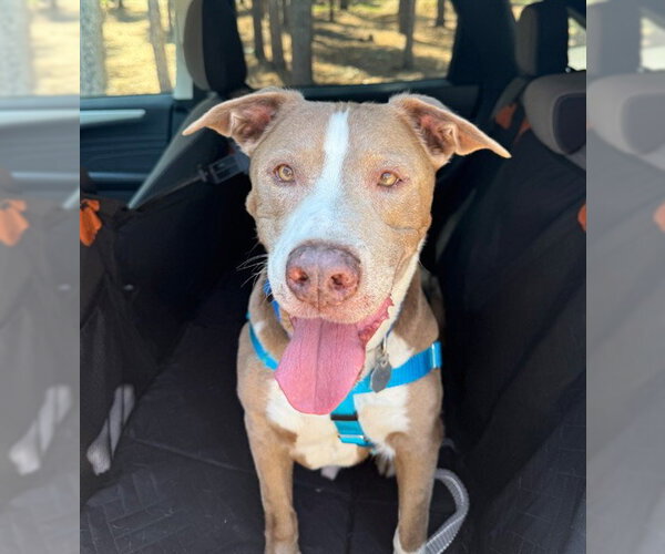 Medium Photo #1 American Staffordshire Terrier Puppy For Sale in Brighton, CO, USA