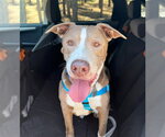 Small American Staffordshire Terrier