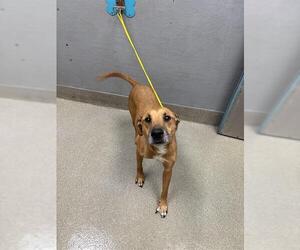 Black Mouth Cur-Unknown Mix Dogs for adoption in Las Vegas, NV, USA