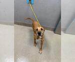 Small Black Mouth Cur Mix