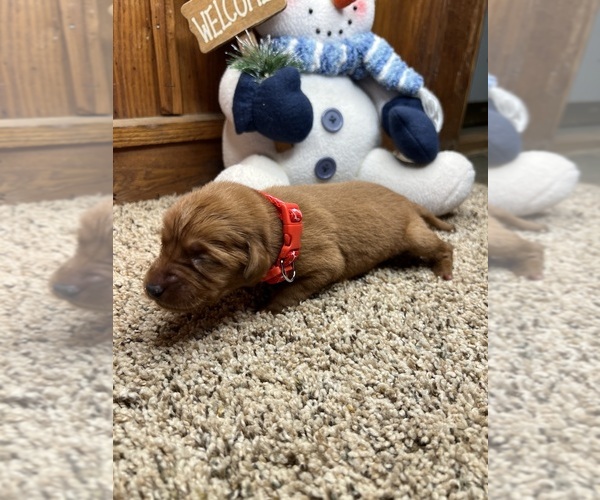 Medium Photo #6 Labrador Retriever Puppy For Sale in NEOLA, WV, USA