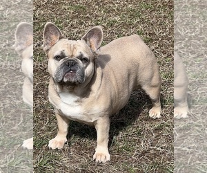 French Bulldog Puppy for sale in BOLIVAR, MO, USA