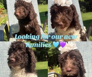 Labradoodle Puppy for sale in MADISON, GA, USA