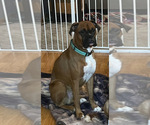 Small Photo #1 Boxer Puppy For Sale in WATERFORD, PA, USA