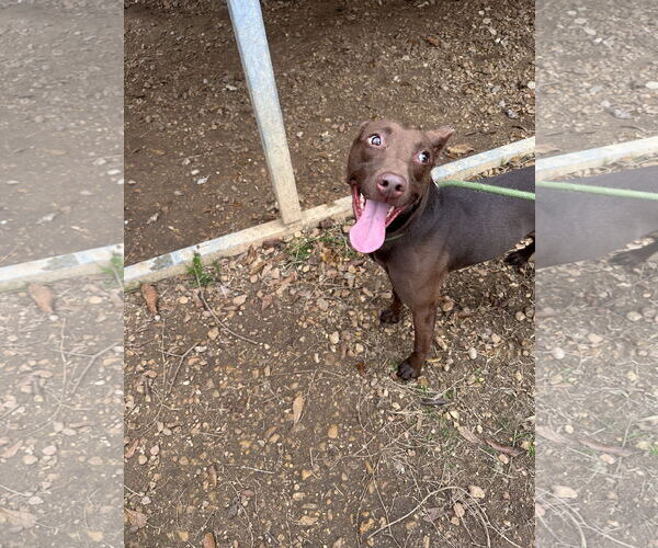 Medium Photo #1 Mutt Puppy For Sale in Jackson, MS, USA