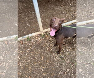 Mutt Dogs for adoption in Jackson, MS, USA