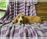 Puppy Poppy Basset Hound