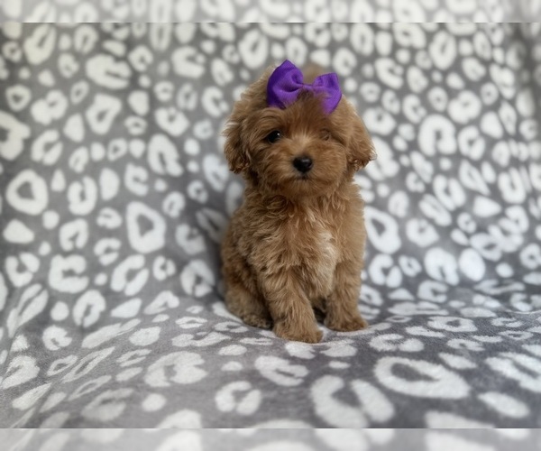 Medium Photo #6 Cockapoo (Miniature) Puppy For Sale in LAKELAND, FL, USA