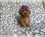 Small #5 Cockapoo (Miniature)