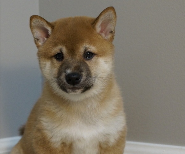 Medium Photo #20 Shiba Inu Puppy For Sale in CARPENTERSVILLE, IL, USA
