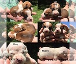 Small Photo #5 Boxer Puppy For Sale in WINFIELD, KS, USA