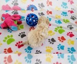 Small #11 Maltese-Poodle (Toy) Mix
