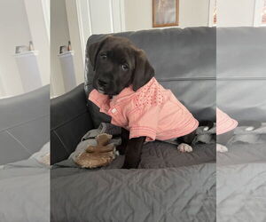 Labrador Retriever-Unknown Mix Dogs for adoption in The Woodlands, TX, USA