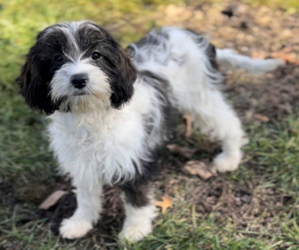 Cavalier King Charles Spaniel-Goldendoodle Mix Puppy for sale in EDWARDSBURG, MI, USA