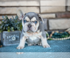 Medium French Bulldog
