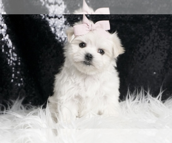 Medium Photo #4 Maltese Puppy For Sale in WARSAW, IN, USA