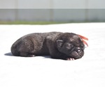 Small #3 Pug