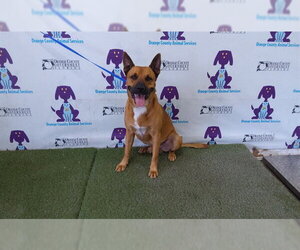 Black Mouth Cur-Unknown Mix Dogs for adoption in Orlando, FL, USA