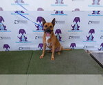 Small Black Mouth Cur Mix