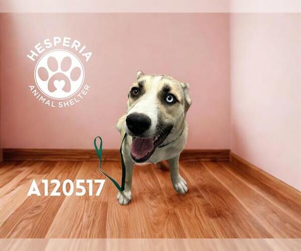 Medium Photo #1 Siberian Husky-Unknown Mix Puppy For Sale in HESPERIA, CA, USA