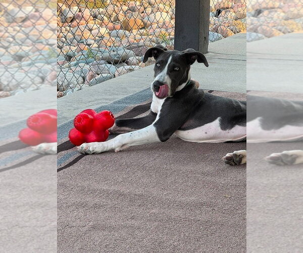 Medium Photo #3 Great Dane-Unknown Mix Puppy For Sale in Lakewood, CO, USA