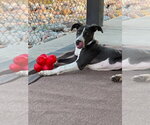 Small #2 Great Dane Mix