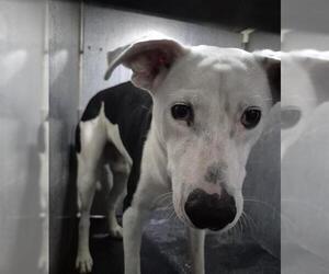 American Staffordshire Terrier-Unknown Mix Dogs for adoption in San Antonio, TX, USA