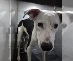 COWBOY - Male American Staffordshire Terrier-Unknown Mix Dog for Adoption - Small photo