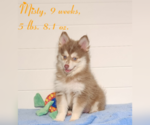 Puppy 2 Pomsky