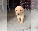 Small #3 Labrador Retriever