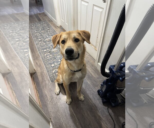 Medium Photo #8 German Shepherd Dog-Great Pyrenees Mix Puppy For Sale in Bountiful, UT, USA