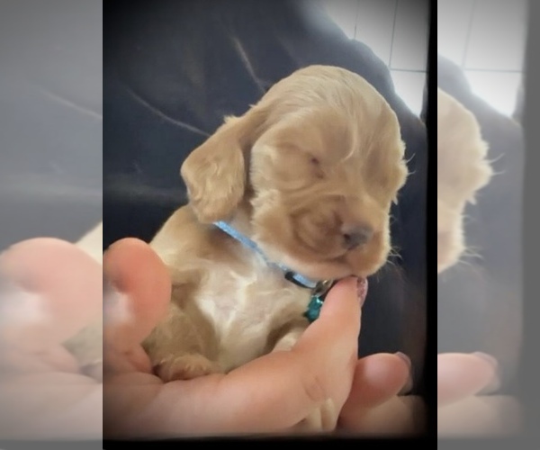 Medium Photo #1 Cocker Spaniel Puppy For Sale in LOUISVILLE, GA, USA