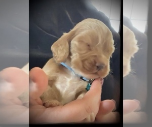Cocker Spaniel Puppy for sale in LOUISVILLE, GA, USA