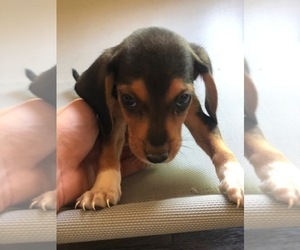 Beagle Puppy for sale in SPENCER, TN, USA