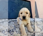Small Photo #13 Golden Retriever Puppy For Sale in OROVILLE, CA, USA