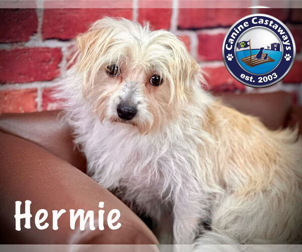 Medium Photo #3 Maltese-Unknown Mix Puppy For Sale in Arcadia, FL, USA