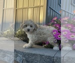 Small #3 Coton de Tulear-Poodle (Toy) Mix