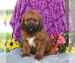Saint Berdoodle Puppy for sale in KIRKWOOD, PA, USA