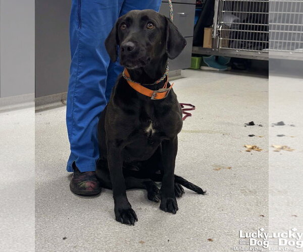 Medium Photo #1 Labrador Retriever-Unknown Mix Puppy For Sale in Washington, DC, USA