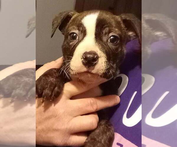 Medium Photo #1 American Staffordshire Terrier Puppy For Sale in Springdale, PA, USA