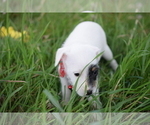 Small Photo #1 Jack Russell Terrier Puppy For Sale in AMMON, ID, USA