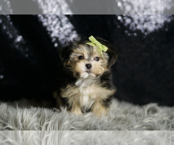 Medium Photo #3 Morkie Puppy For Sale in WARSAW, IN, USA