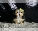 Small #2 Morkie