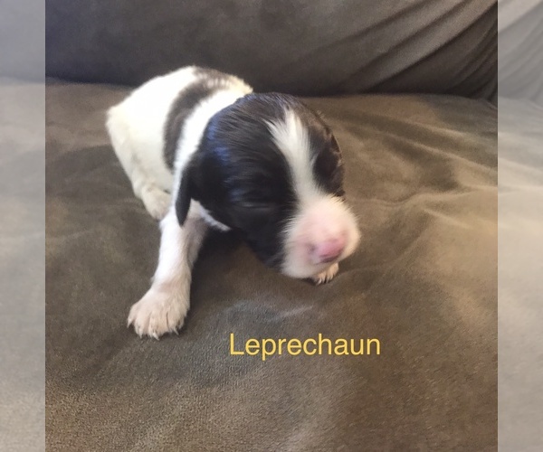 Medium Photo #1 English Springer Spaniel Puppy For Sale in SHEBOYGAN, WI, USA
