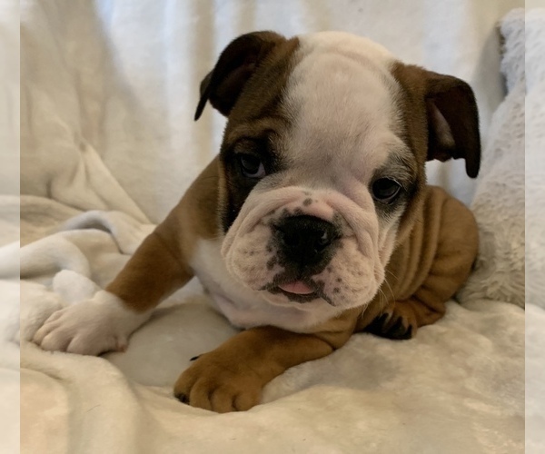 Medium Photo #4 English Bulldog Puppy For Sale in JOHNS ISLAND, SC, USA
