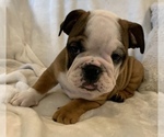 Small Photo #4 English Bulldog Puppy For Sale in JOHNS ISLAND, SC, USA