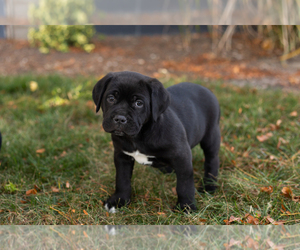 Cane Corso Puppy for sale in BOURBON, IN, USA