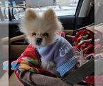 Small #1 Pomeranian